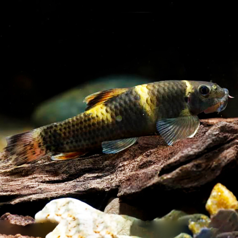 Panda Garra Flavatra