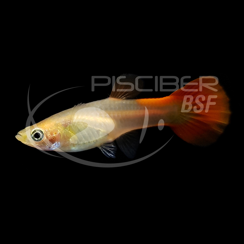 GUPPY HEMBRA SUNSET DORADO BLOND 3-3.5 CM