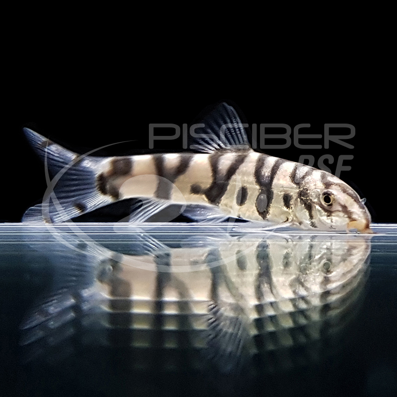 BOTIA LOHACHATA 3-3.5 CM