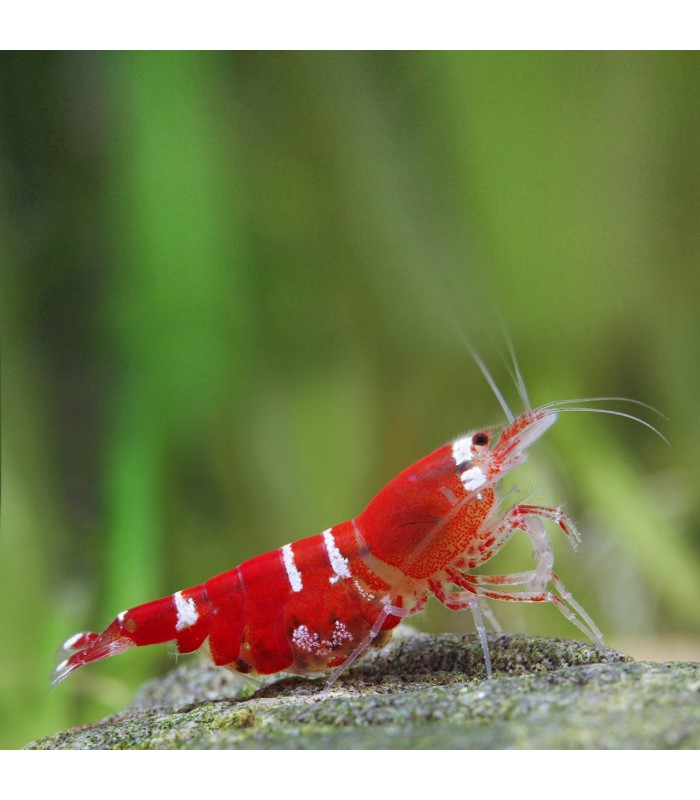 Super Crystal Red Shrimp - Caridina logemani var.