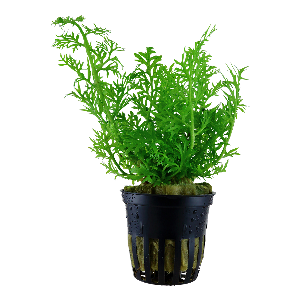 Ceratopteris thalictroides potted