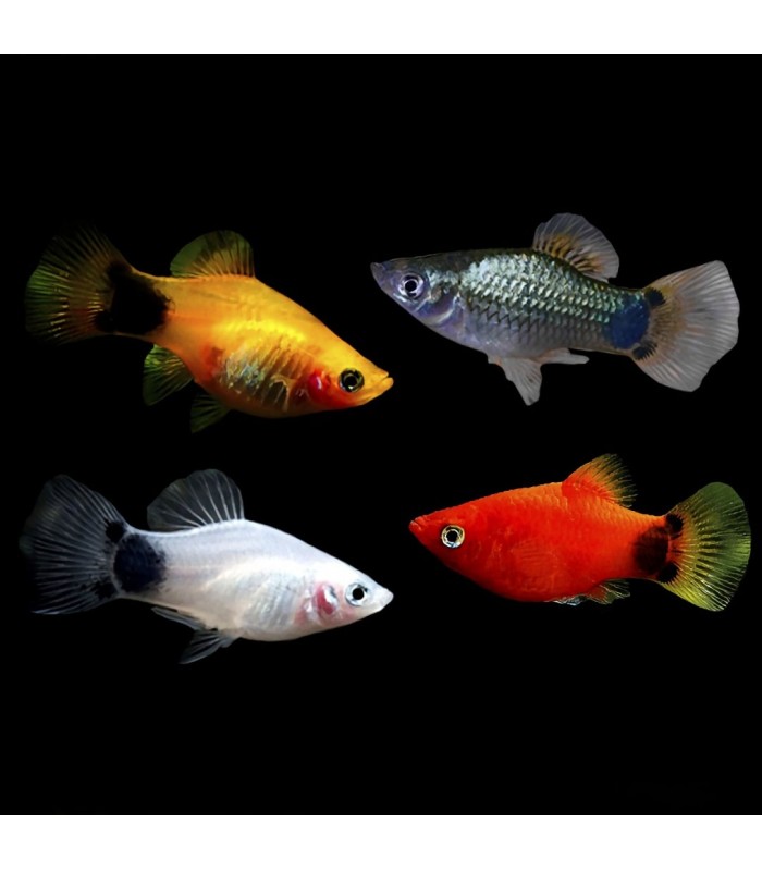 Platy Sortido - Xiphophorus maculatus