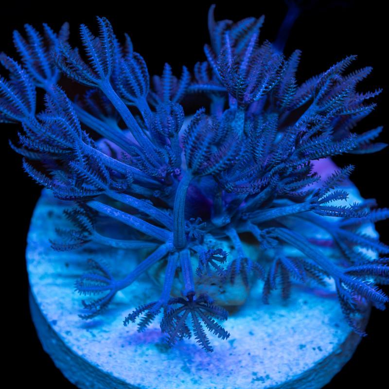 Xenia elongata - Pulsing