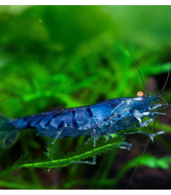Royal Blue Tiger Orange Eye Shrimp Caridina cf. Cantonensis