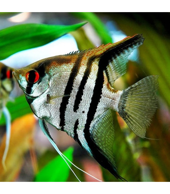 Escalar Zebra 3.5 - 4cm Pterophyllum scalare