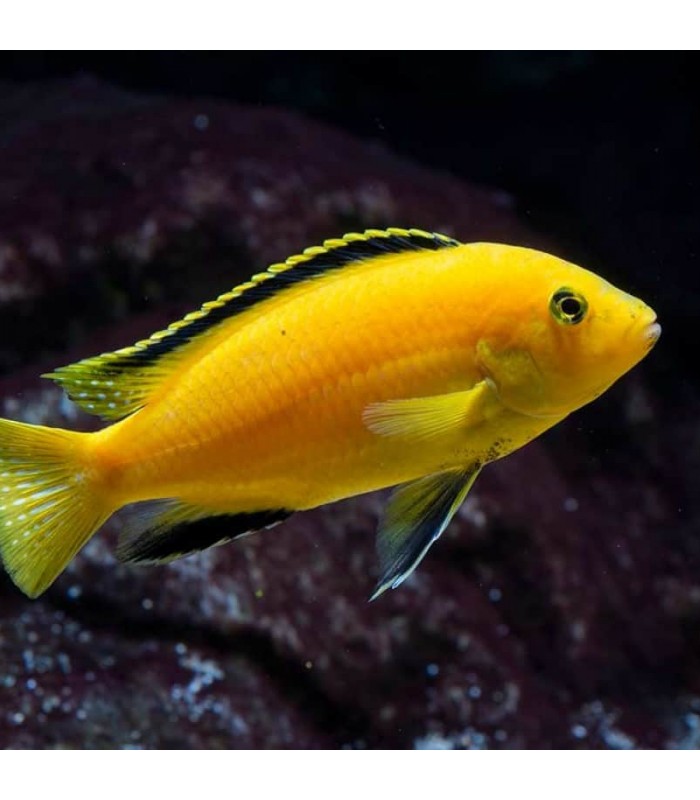 Labidochromis Caeruleus 6-7cm Ciclídeo Limao