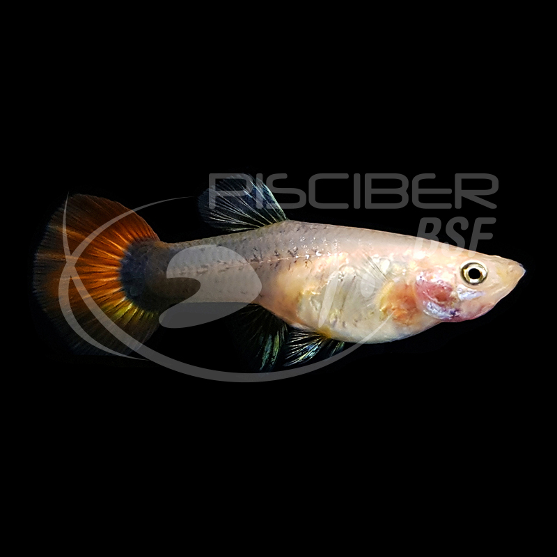 GUPPY HEMBRA TUXEDO NEGRO 3-3.5 CM