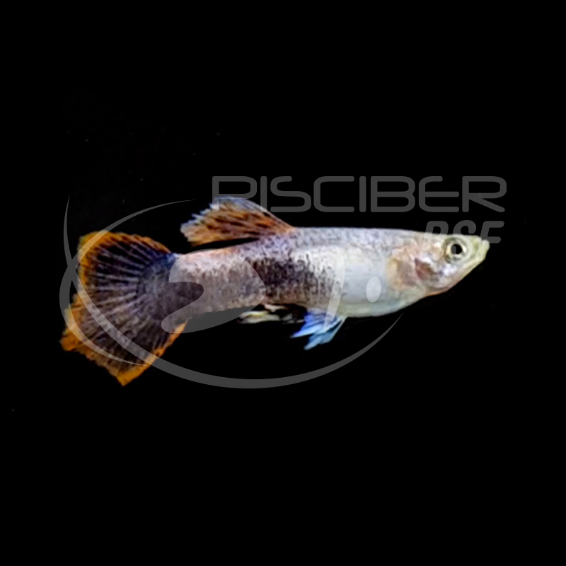 GUPPY MACHO SHAKTHI-BATIK 3-3.5 CM