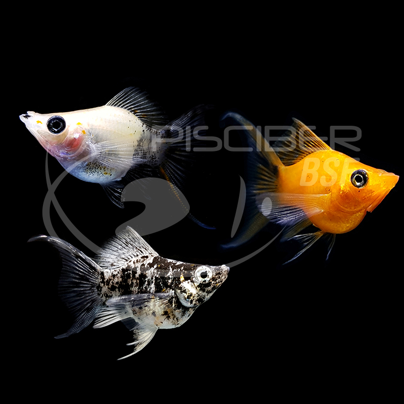 MOLLY SEMI BALLON SURTIDO 3-3.5 CM