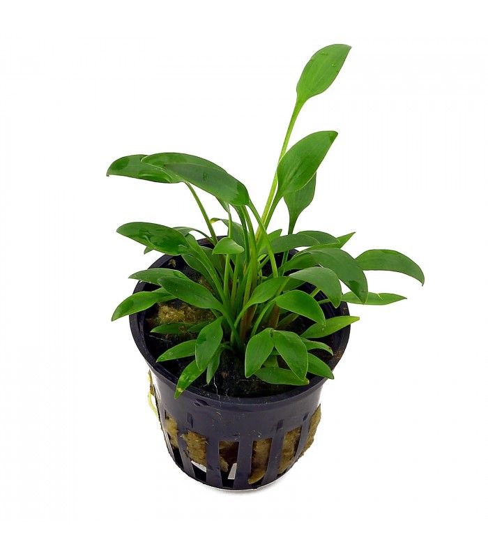 Cryptocoryne x willisii