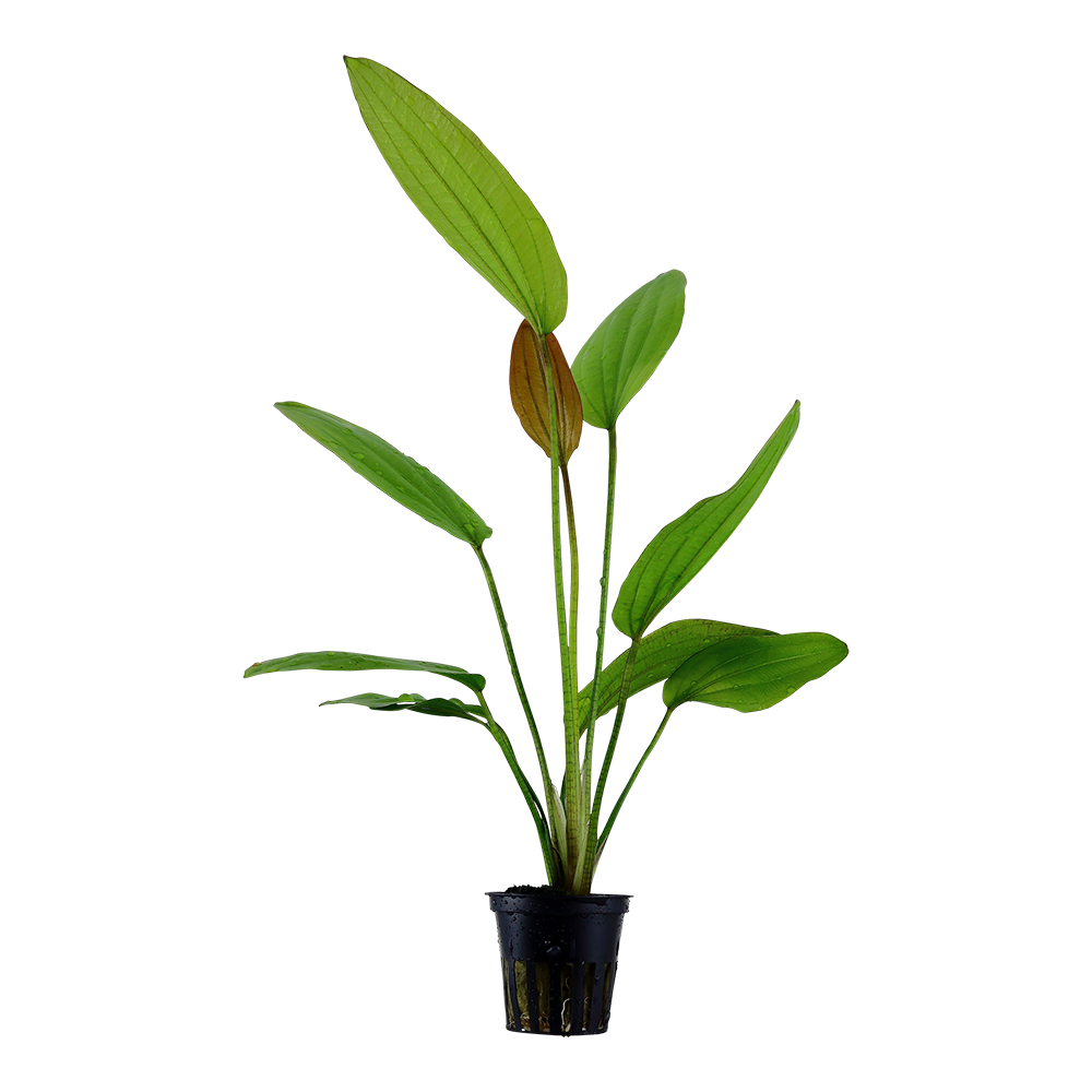 Echinodorus 'Rosé' potted