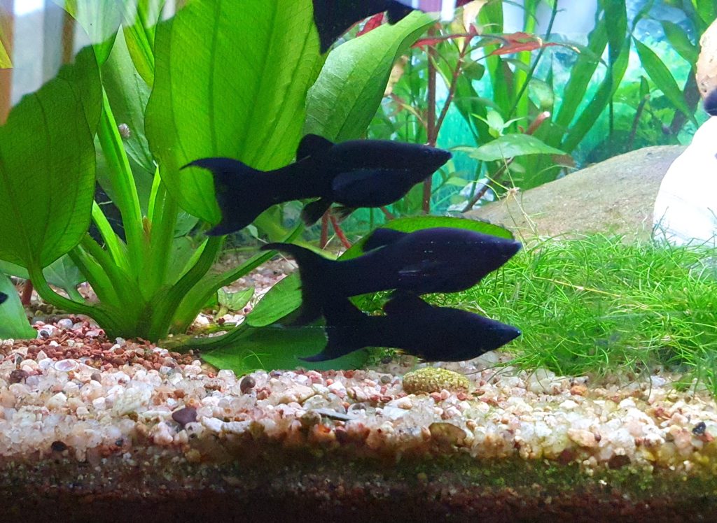 MOLLY LIRA NEGRO (POECILIA LATIPINA)