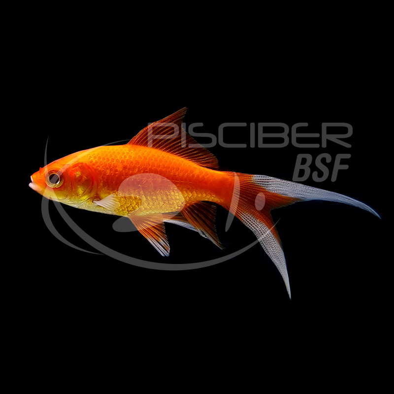 COMETA ROJO  4-5 CM BSF