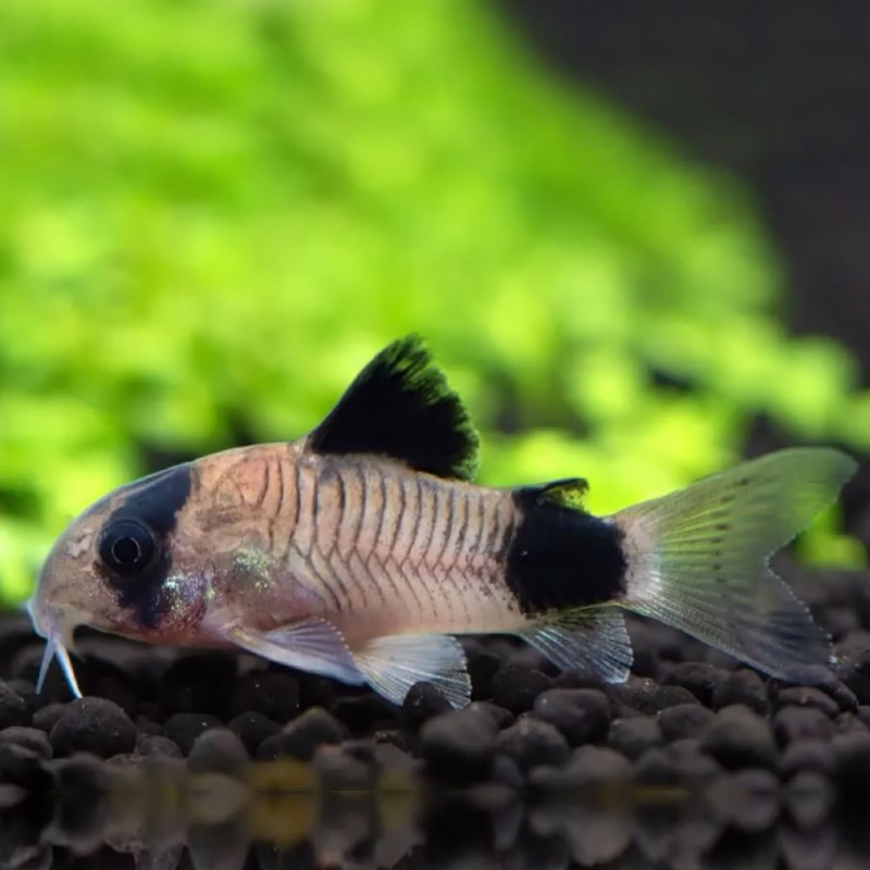 Corydoras Panda L