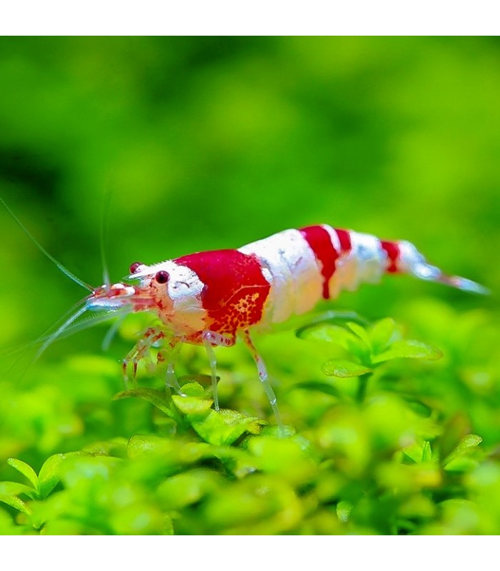 Crystal Red Shrimp Caridina cf. Cantonensis