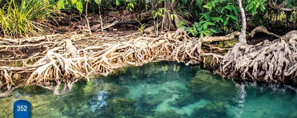 RAIZ MANGROVE SMALL 15/25CM