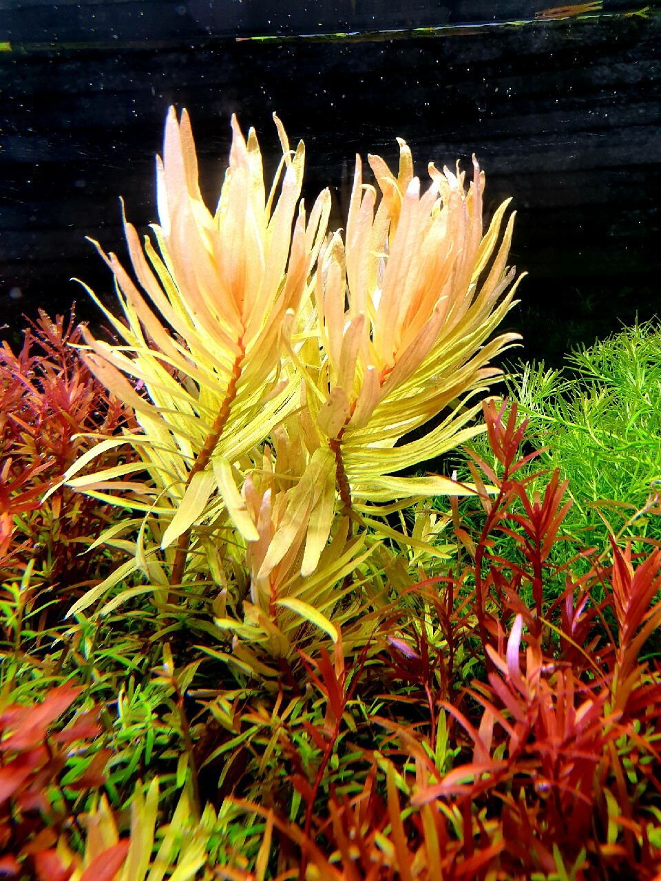 NESEA GOLD (IN VITRO)