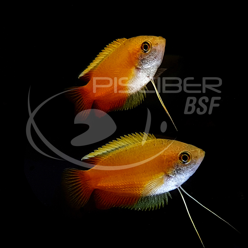 COLISA CHUNA DORADA 3-4 CM