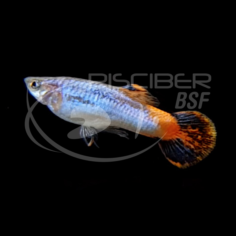 GUPPY MACHO CORAL 3-3.5 CM