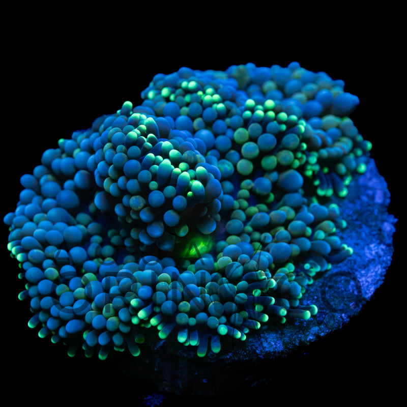 Ricordea Florida WYSYWIG