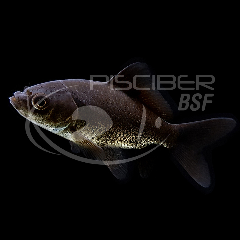 COMETA NEGRO 3-4 CM BSF