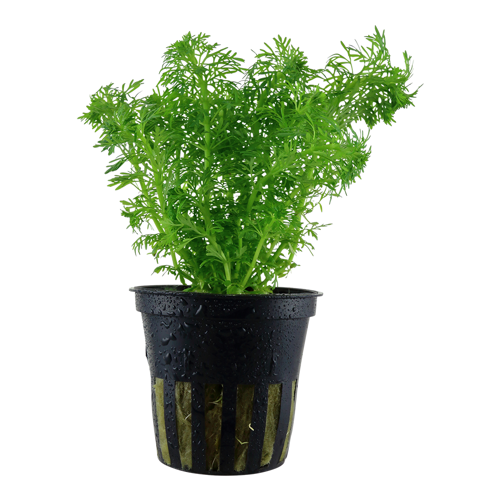 Limnophila sessiliflora potted