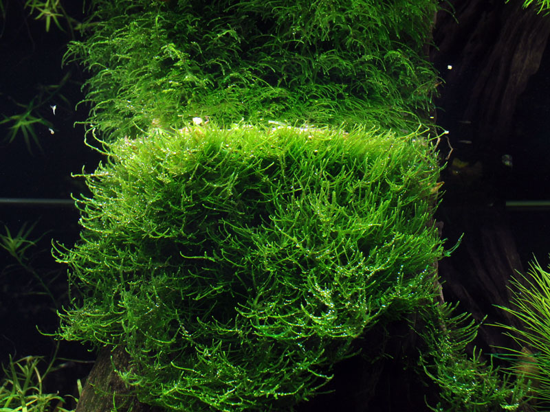 Taxiphyllum barbieri 'Bogor Moss' portion