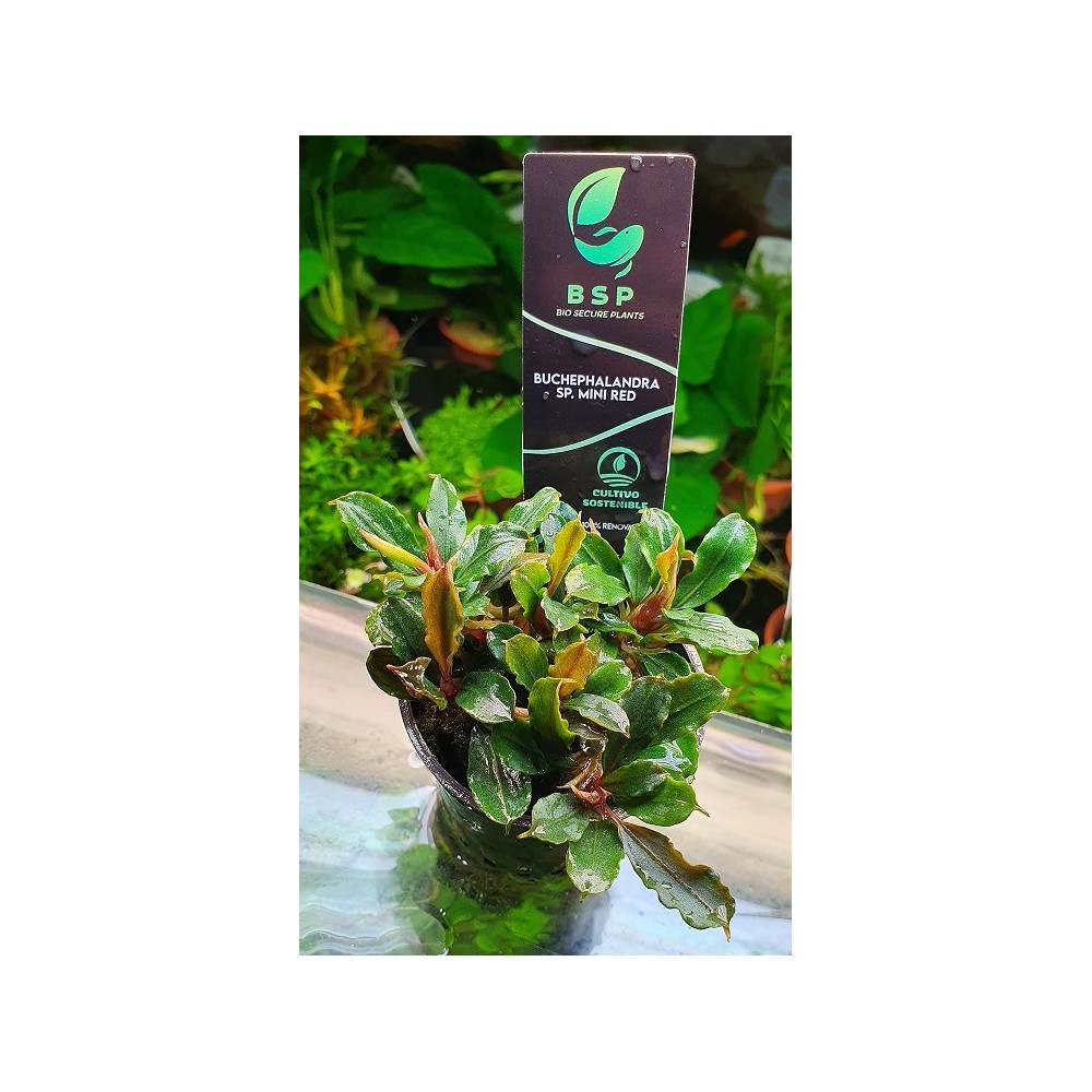 BUCHEPHALANDRA SP. MINI RED