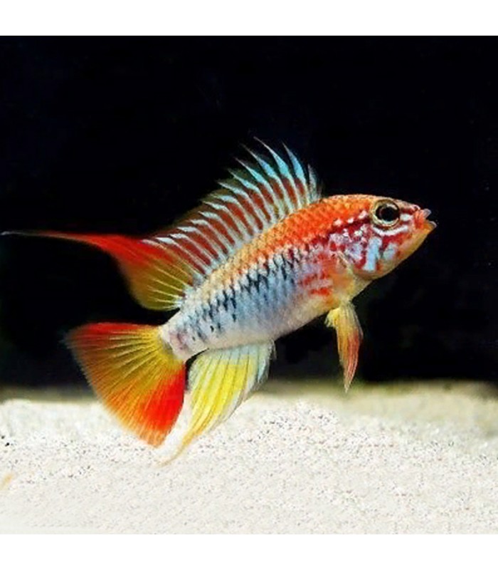 Apistogramma viejita II
