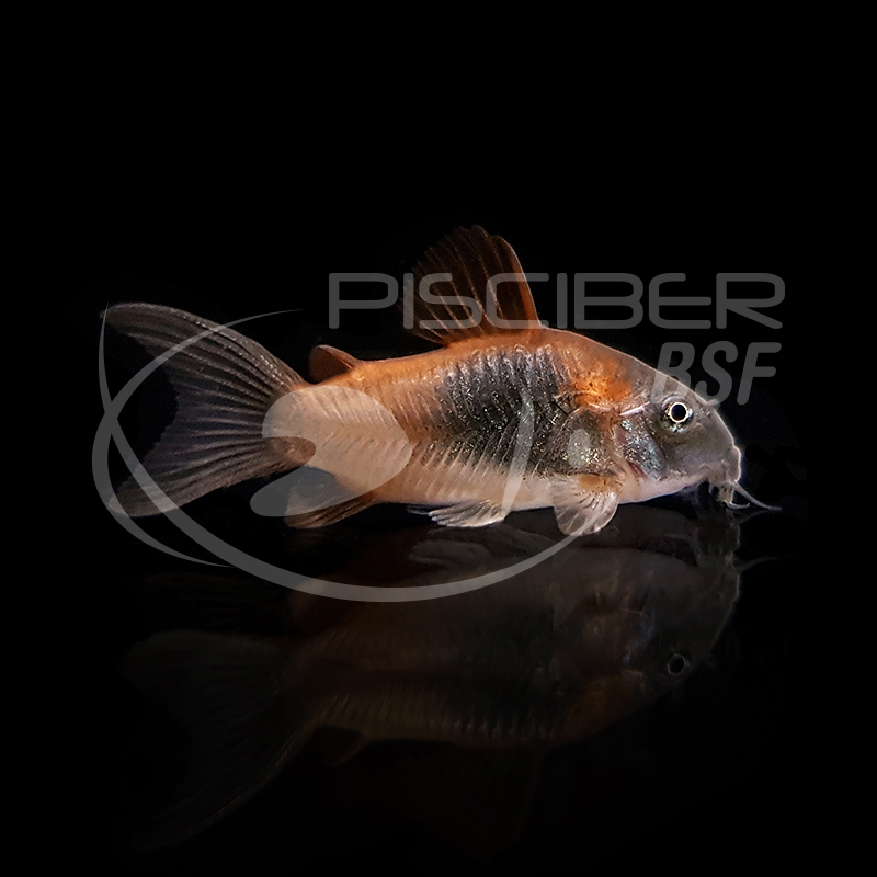 CORYDORAS VENEZUELA ORANGE 2-2.5 CM