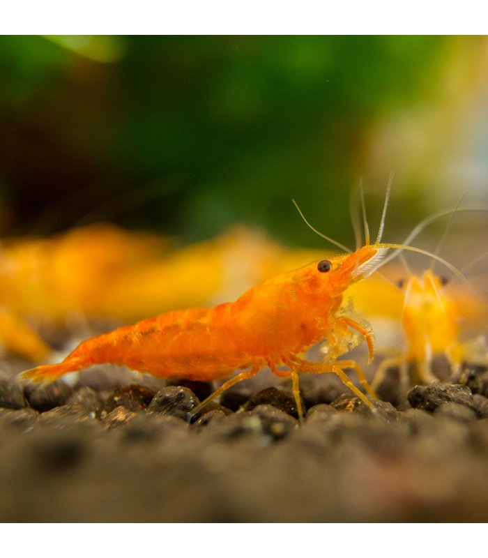 Orange Sakura Shrimp Neocaridina Davidi Var Orange Sakura
