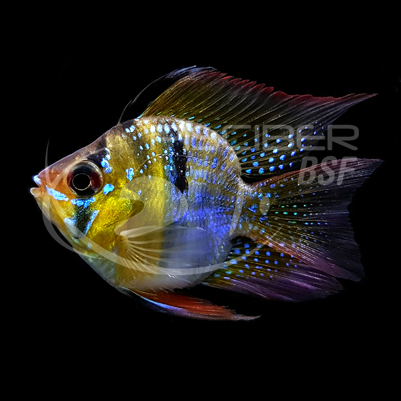 RAMIREZI BALÃO 3-3.5 CM