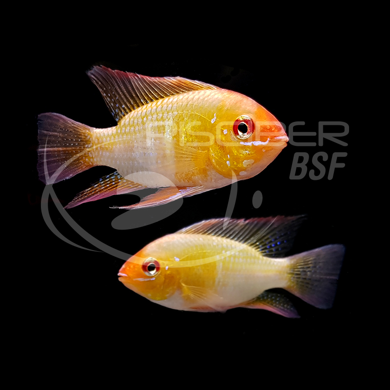 RAMIREZI ORO 2.5-3 CM BSF