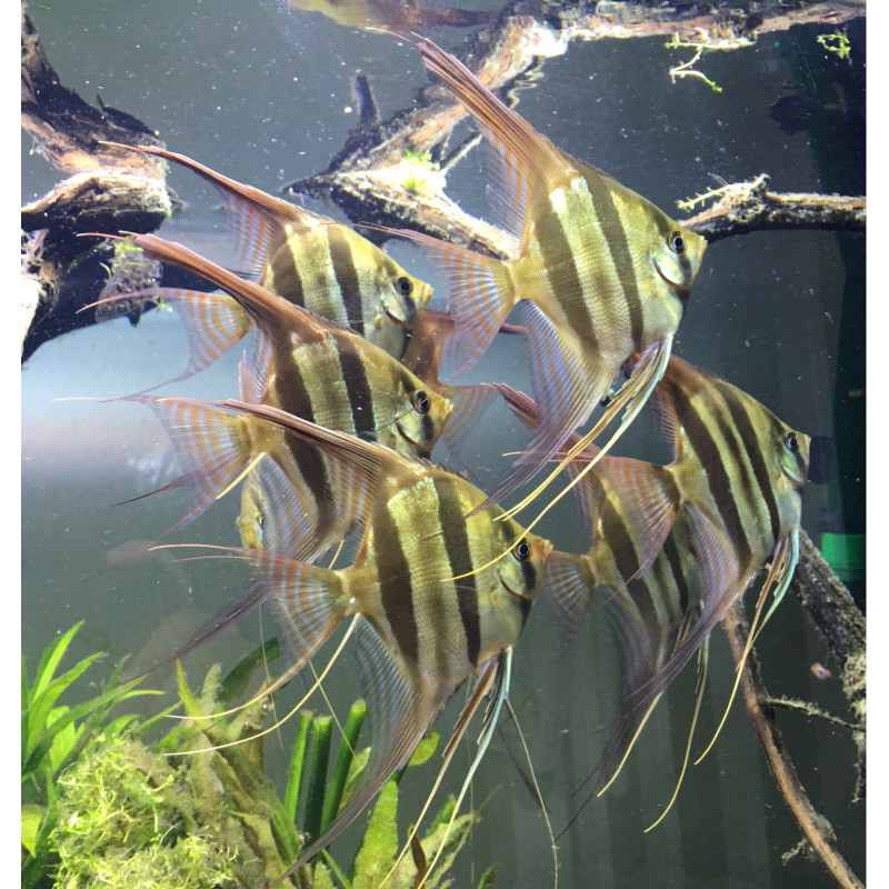 Pterophyllum scalare