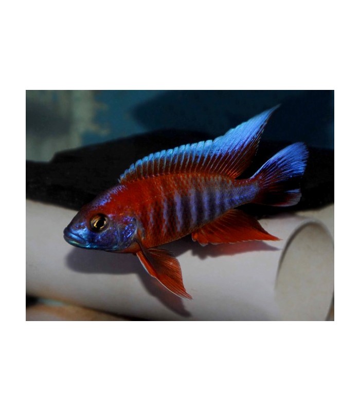 Aulonocara- Jacobfreidbergi 5-6cm