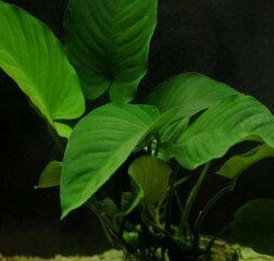 Anubias congensis round (hoja ronda)