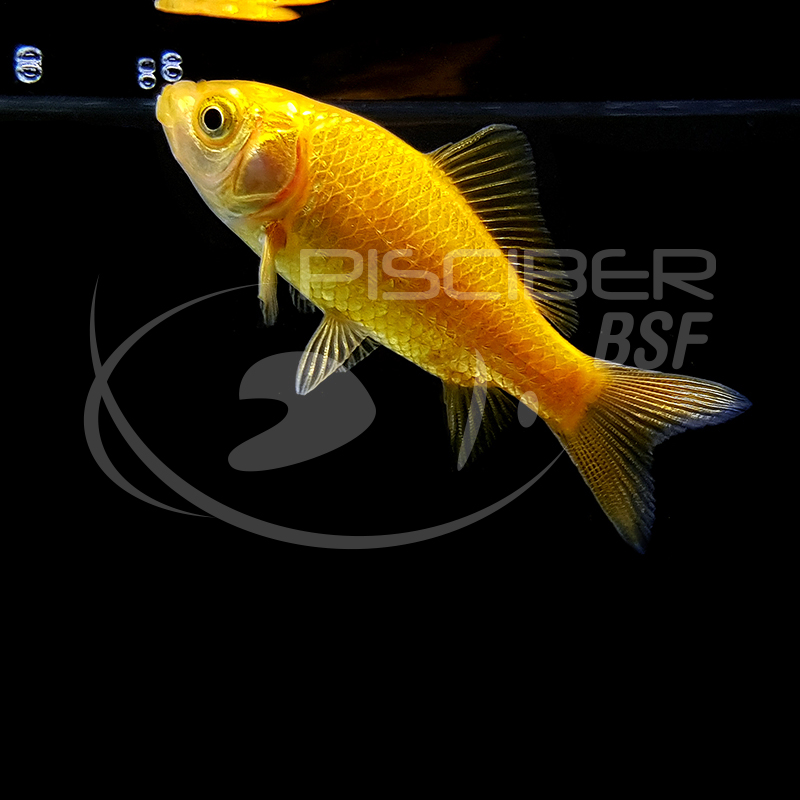 COMETA AMARILLO  5-6 CM BSF