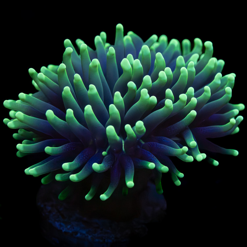 Black Torch - Euphyllia glabrescens WYSIWYG