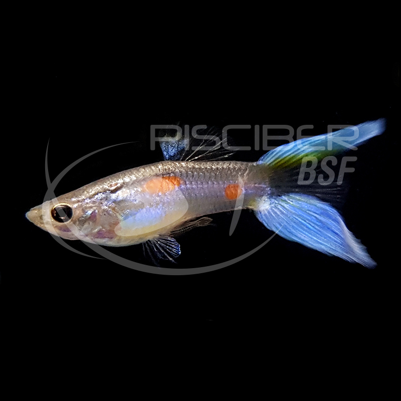 GUPPY MACHO TIJERA 3-3.5 CM