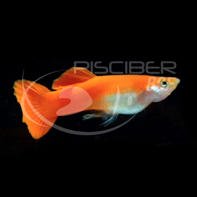 GUPPY MACHO ROJO BLOND TUXEDO 2.5-3 CM