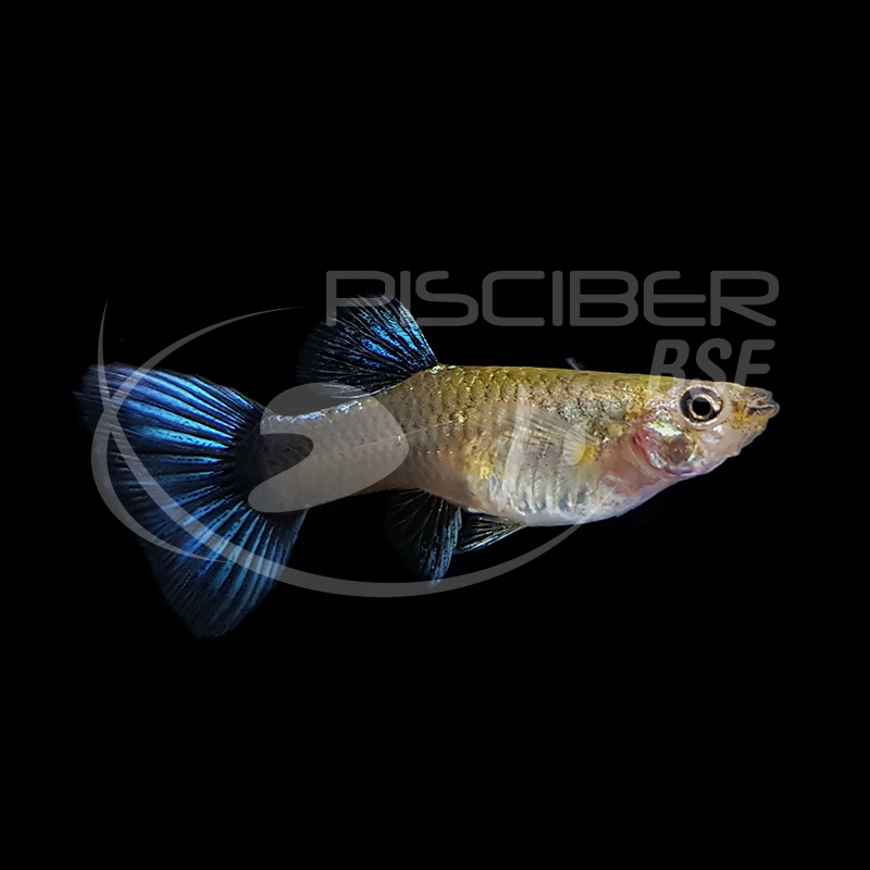 GUPPY HEMBRA AZUL METALICO NEON 3-3.5 CM BSF