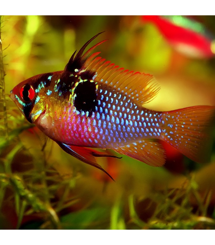 German Blue Ram M - Mikrogeophagus 4-5cm