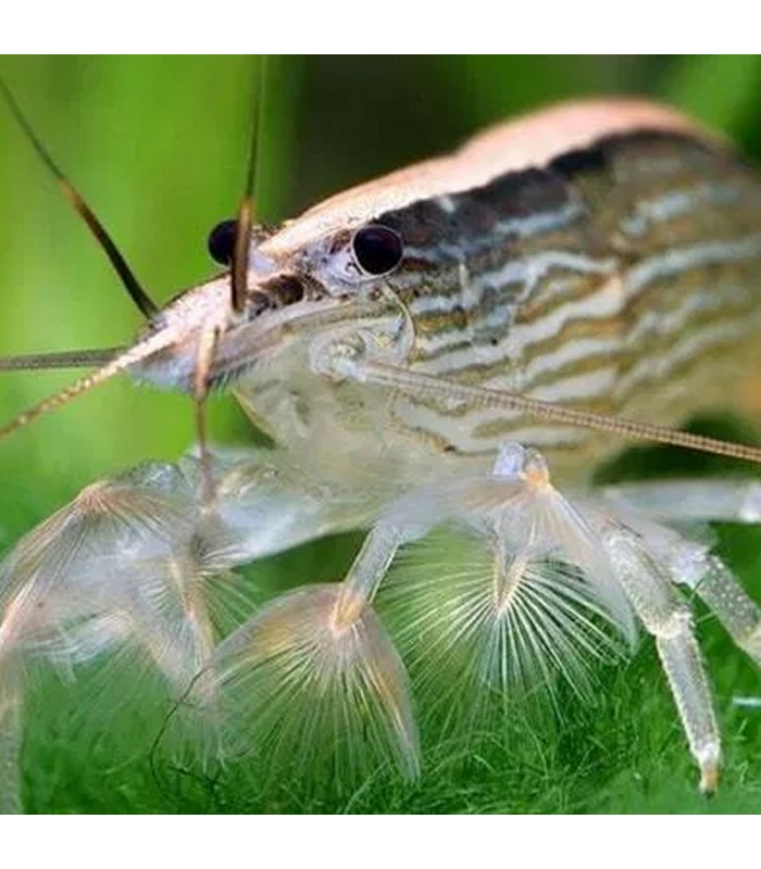 Camarão Madeira -Atyopsis Moluccensis