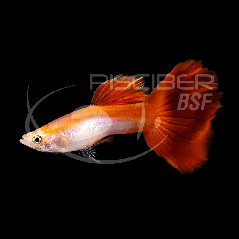 GUPPY MACHO H.B. ROJO DELTA NEON 3.5-4 CM BSF