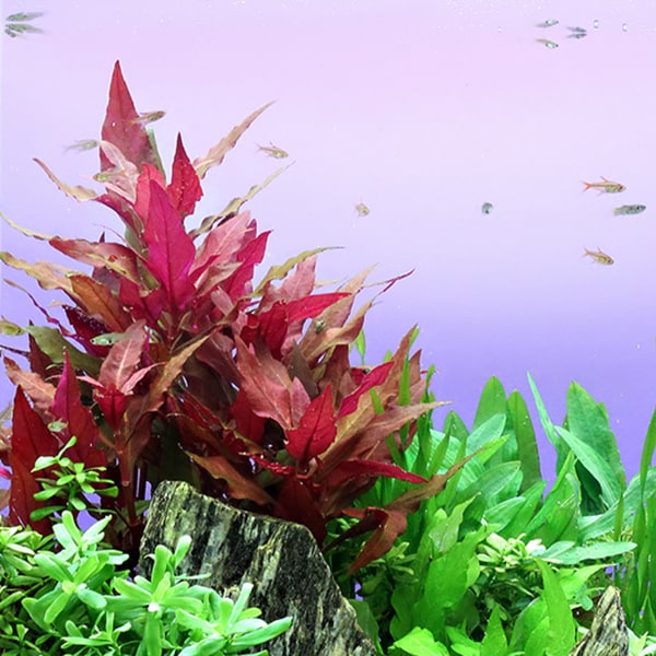 ALTERNANTHERA PINK (IN VITRO)