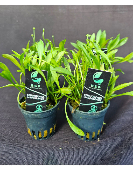 ECHINODORUS MAGDALENSIS