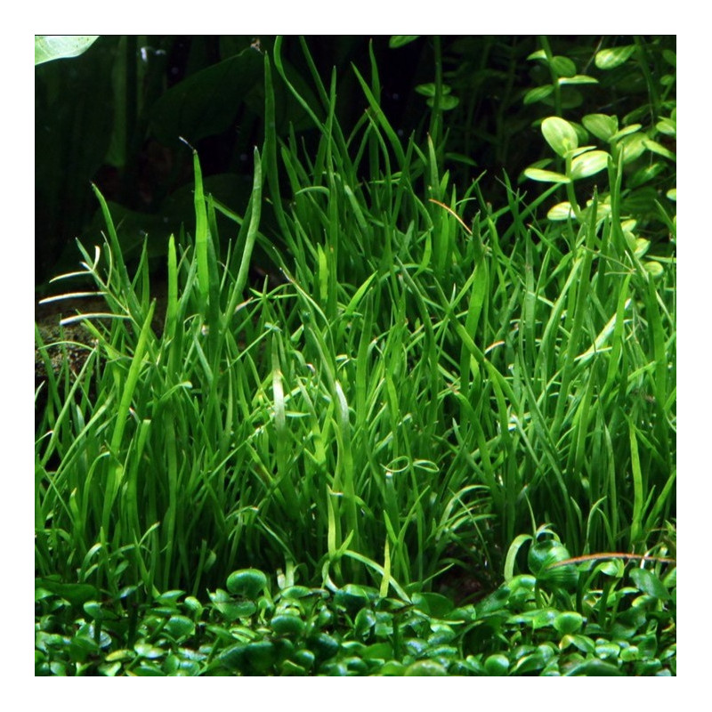 Lilaeopsis Mauritiana