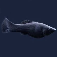MOLLY NEGRO (POECILIA LATIPINA)