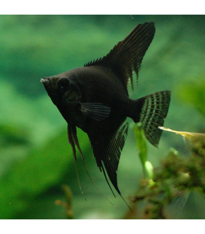 Escalar Negro 3.5 - 4cm Pterophyllum scalare
