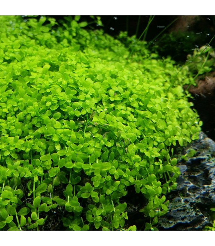 Micranthemum sp. 'Monte Carlo'